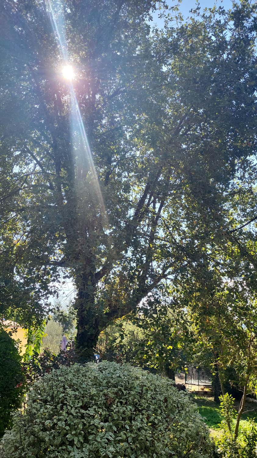 paysagiste nice-creation de jardin saint laurent du var-entretien de jardin cagnes sur mer-elagage saint jean cap ferrat-debroussaillage cannes-petit maconnerie roquebrune cap martin-jardinier paysagiste antibes