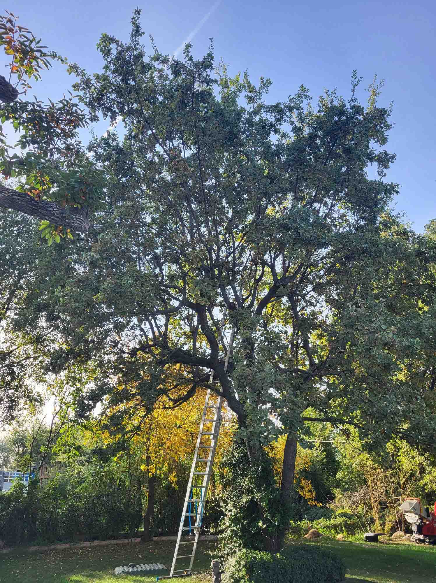 paysagiste nice-creation de jardin saint laurent du var-entretien de jardin cagnes sur mer-elagage saint jean cap ferrat-debroussaillage cannes-petit maconnerie roquebrune cap martin-jardinier paysagiste antibes