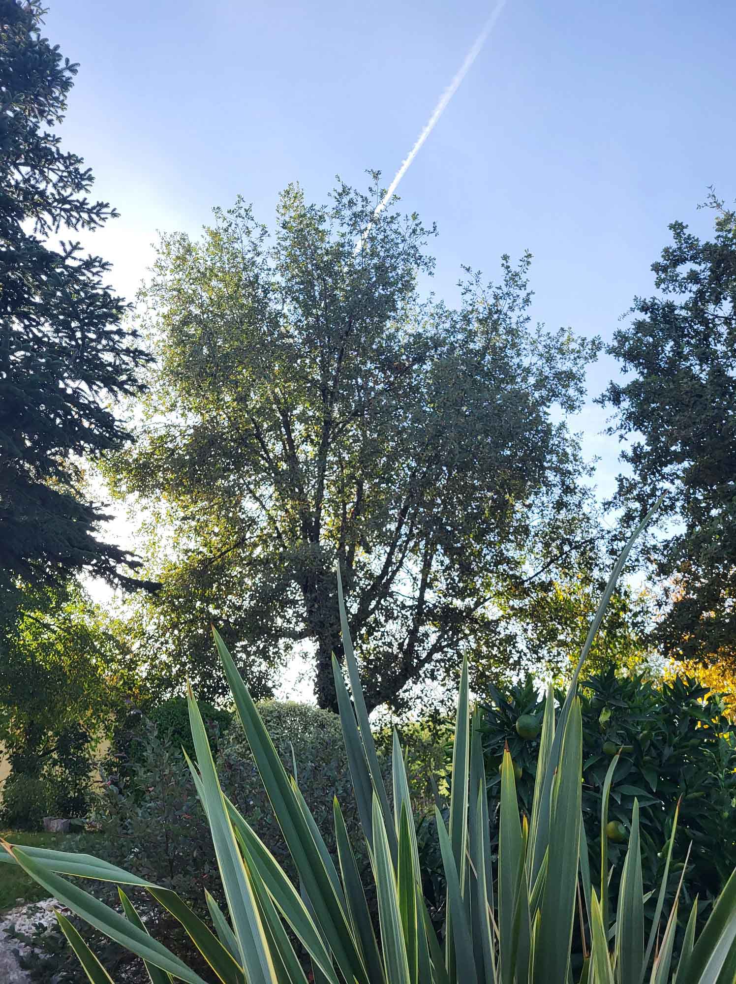 paysagiste nice-creation de jardin saint laurent du var-entretien de jardin cagnes sur mer-elagage saint jean cap ferrat-debroussaillage cannes-petit maconnerie roquebrune cap martin-jardinier paysagiste antibes