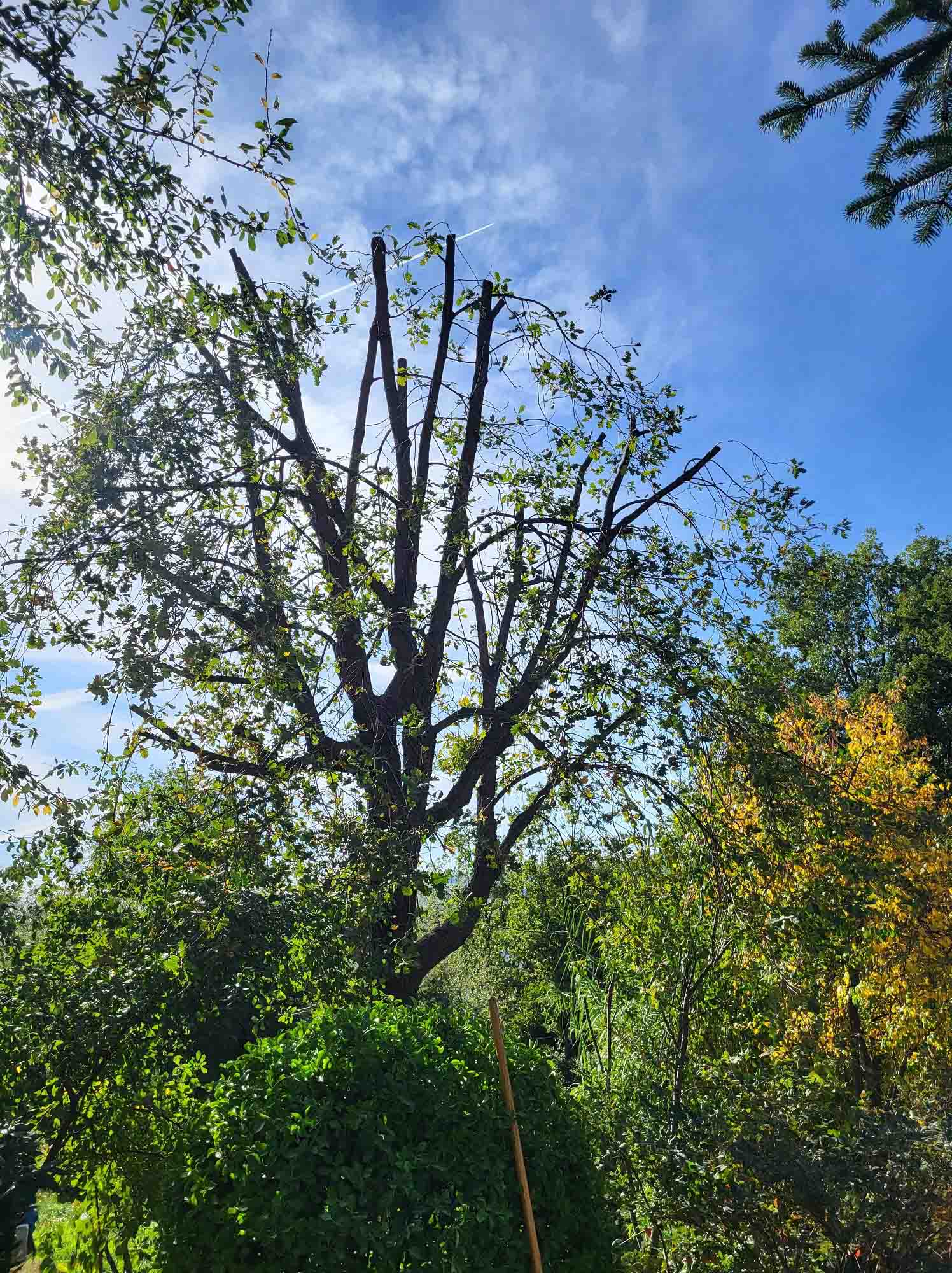 paysagiste nice-creation de jardin saint laurent du var-entretien de jardin cagnes sur mer-elagage saint jean cap ferrat-debroussaillage cannes-petit maconnerie roquebrune cap martin-jardinier paysagiste antibes