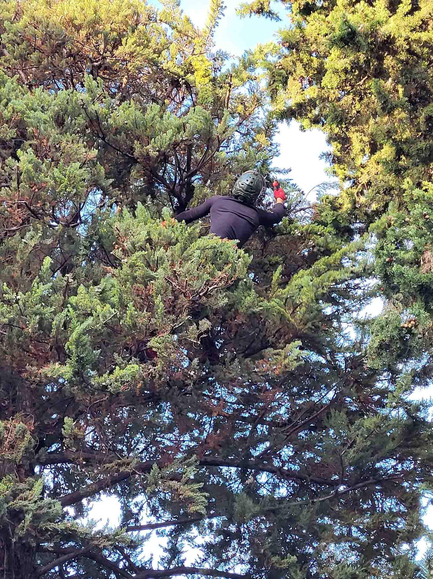 paysagiste nice-creation de jardin saint laurent du var-entretien de jardin cagnes sur mer-elagage saint jean cap ferrat-debroussaillage cannes-petit maconnerie roquebrune cap martin-jardinier paysagiste antibes