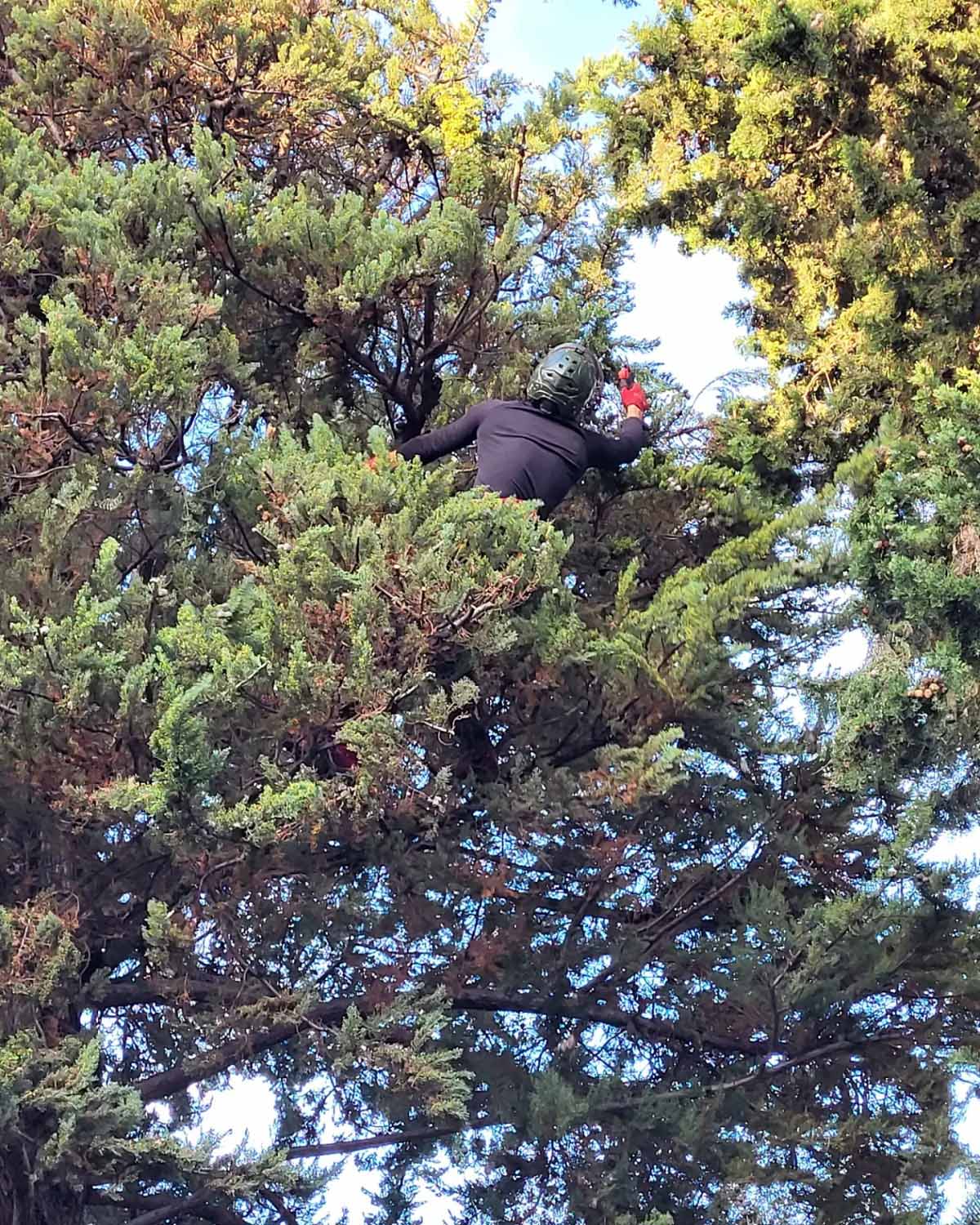 paysagiste nice-creation de jardin saint laurent du var-entretien de jardin cagnes sur mer-elagage saint jean cap ferrat-debroussaillage cannes-petit maconnerie roquebrune cap martin-jardinier paysagiste antibes