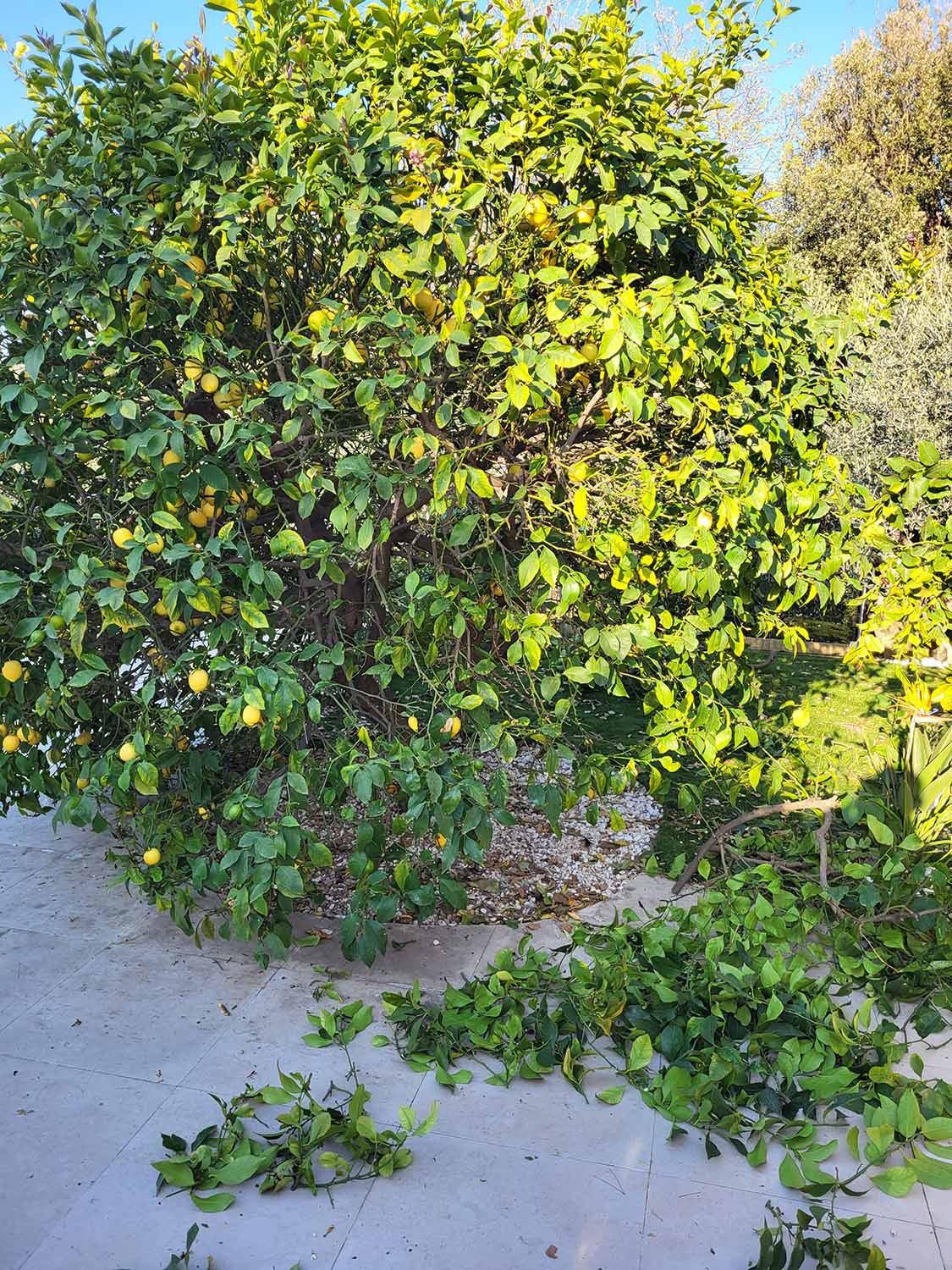 paysagiste nice-creation de jardin saint laurent du var-entretien de jardin cagnes sur mer-elagage saint jean cap ferrat-debroussaillage cannes-petit maconnerie roquebrune cap martin-jardinier paysagiste antibes