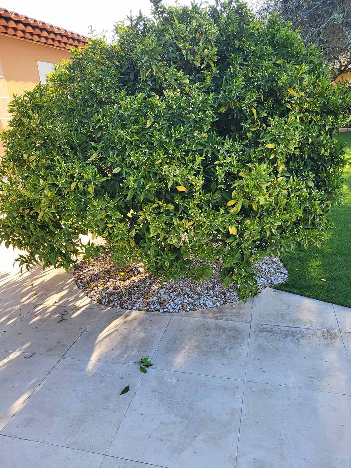 paysagiste nice-creation de jardin saint laurent du var-entretien de jardin cagnes sur mer-elagage saint jean cap ferrat-debroussaillage cannes-petit maconnerie roquebrune cap martin-jardinier paysagiste antibes