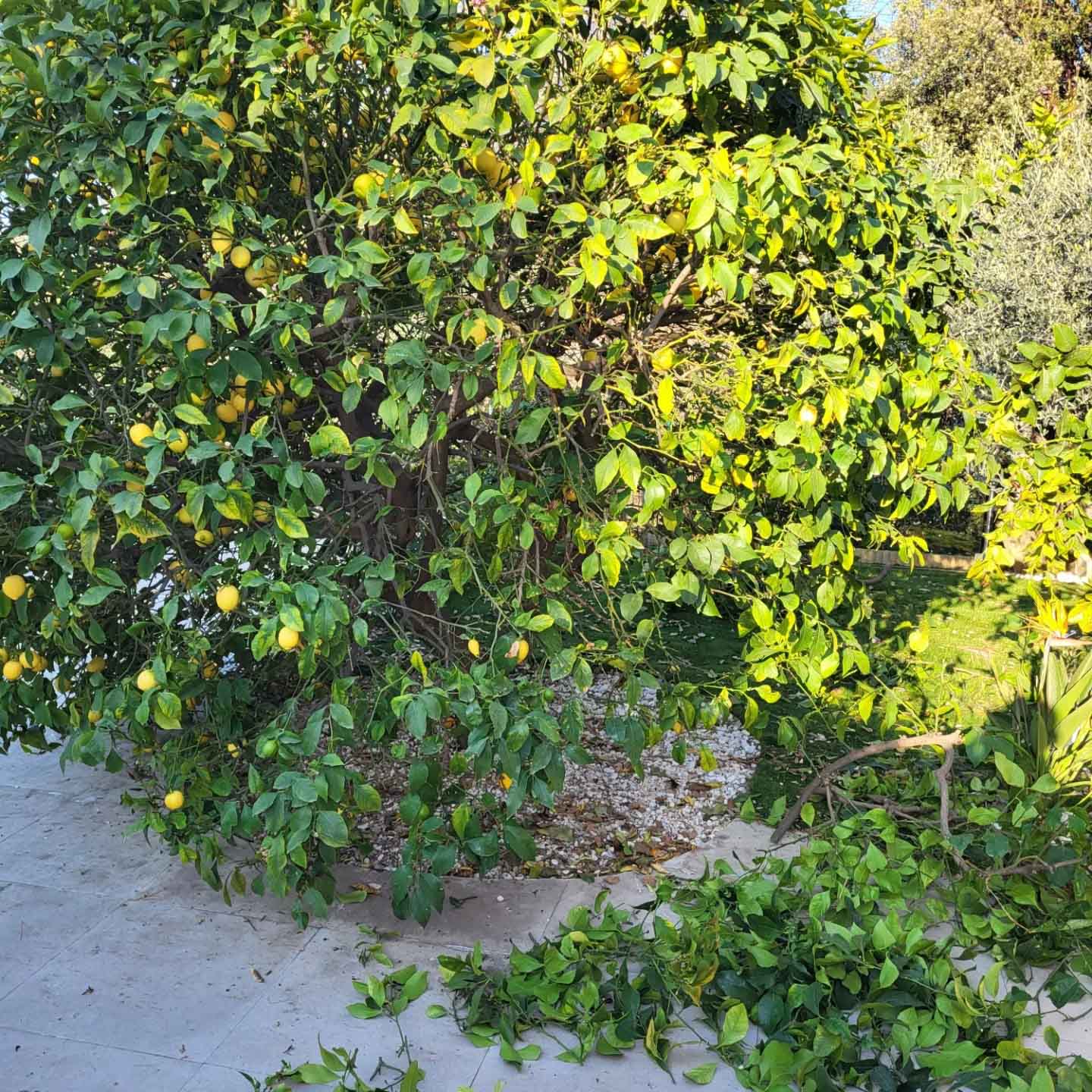 paysagiste nice-creation de jardin saint laurent du var-entretien de jardin cagnes sur mer-elagage saint jean cap ferrat-debroussaillage cannes-petit maconnerie roquebrune cap martin-jardinier paysagiste antibes