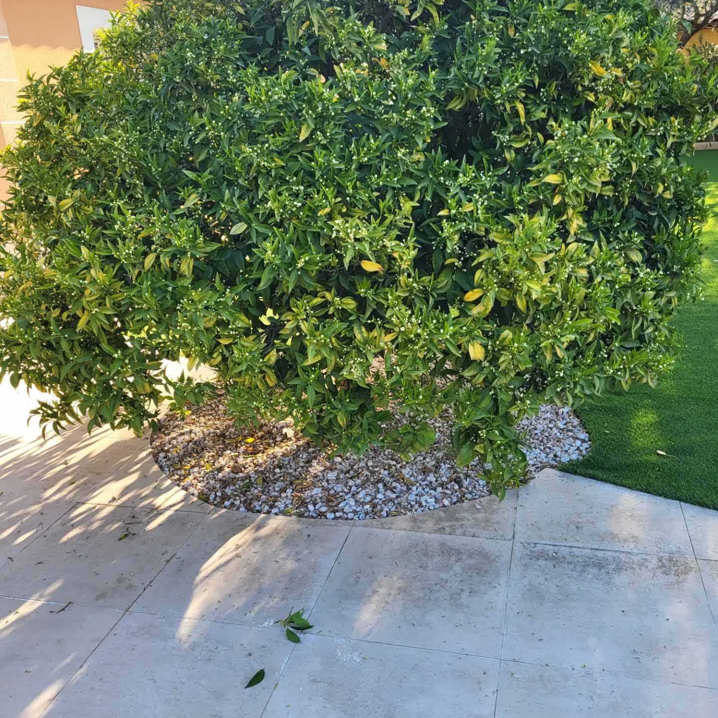 paysagiste nice-creation de jardin saint laurent du var-entretien de jardin cagnes sur mer-elagage saint jean cap ferrat-debroussaillage cannes-petit maconnerie roquebrune cap martin-jardinier paysagiste antibes