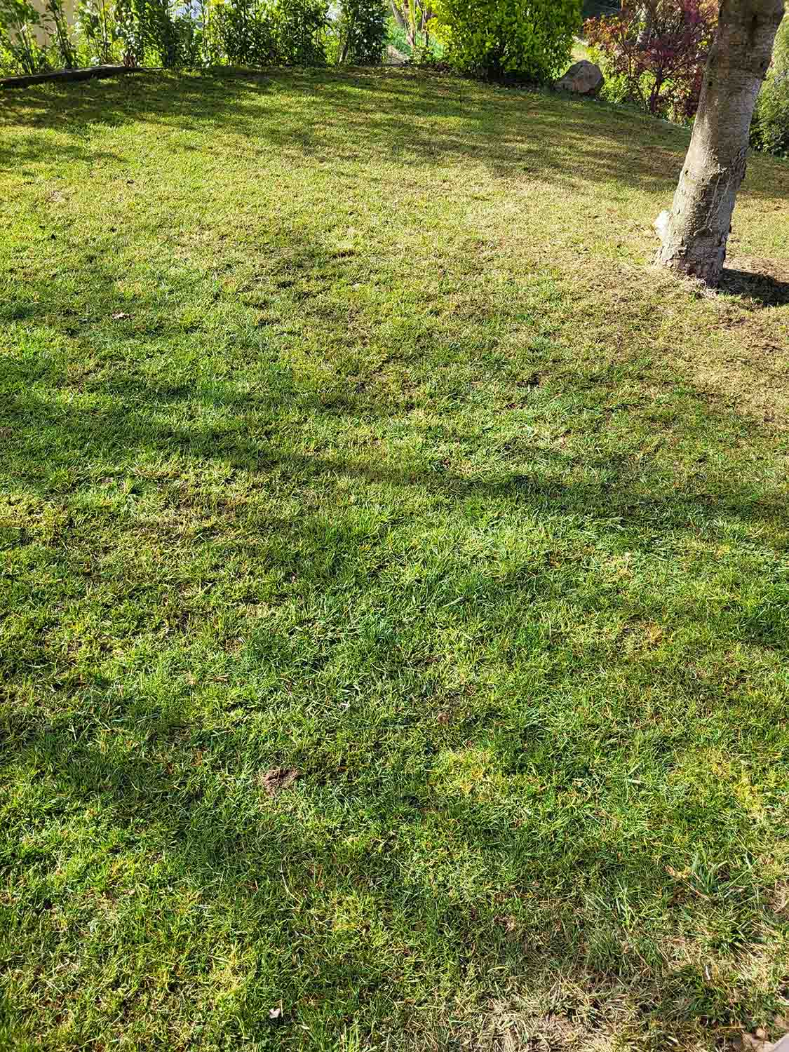 paysagiste nice-creation de jardin saint laurent du var-entretien de jardin cagnes sur mer-elagage saint jean cap ferrat-debroussaillage cannes-petit maconnerie roquebrune cap martin-jardinier paysagiste antibes