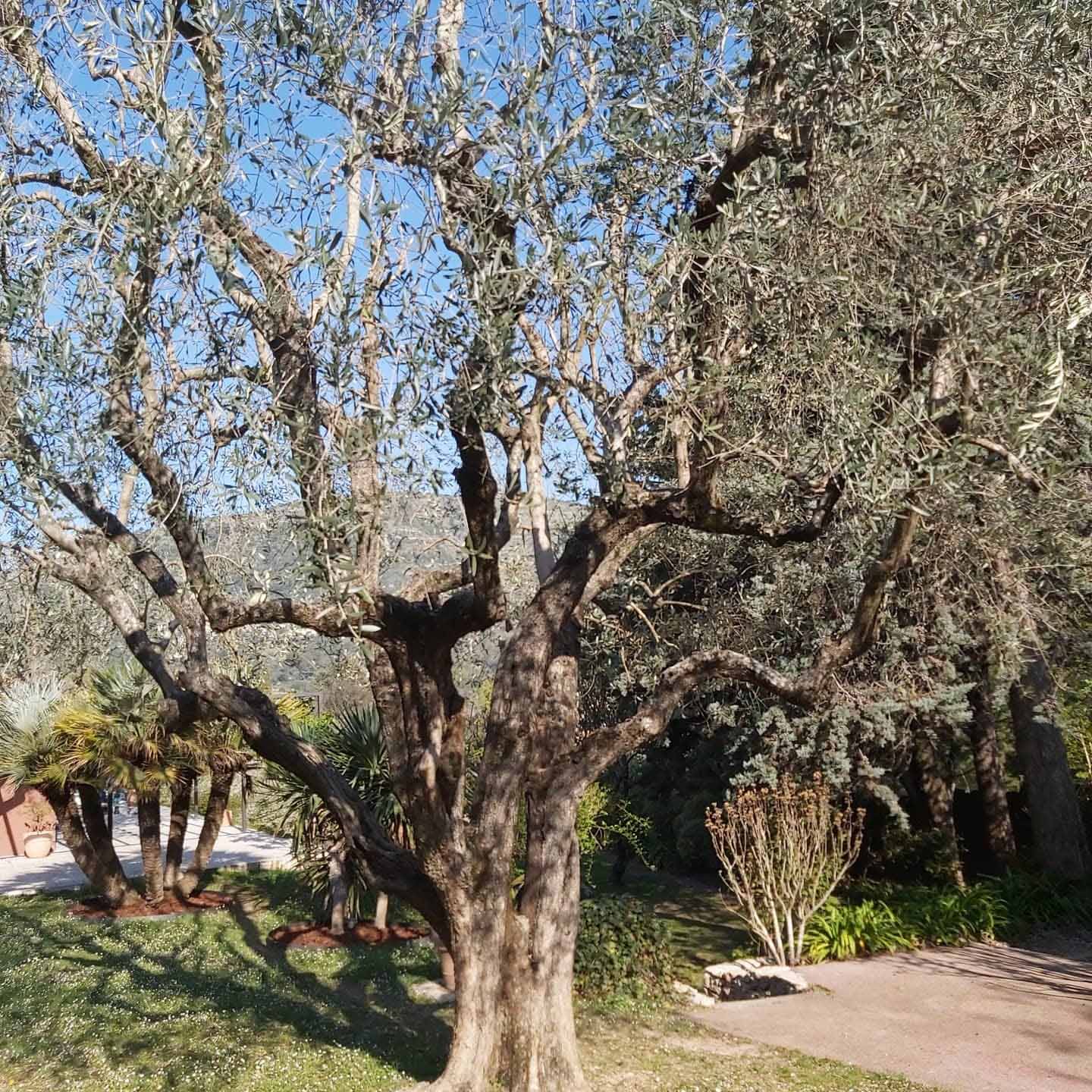 paysagiste nice-creation de jardin saint laurent du var-entretien de jardin cagnes sur mer-elagage saint jean cap ferrat-debroussaillage cannes-petit maconnerie roquebrune cap martin-jardinier paysagiste antibes