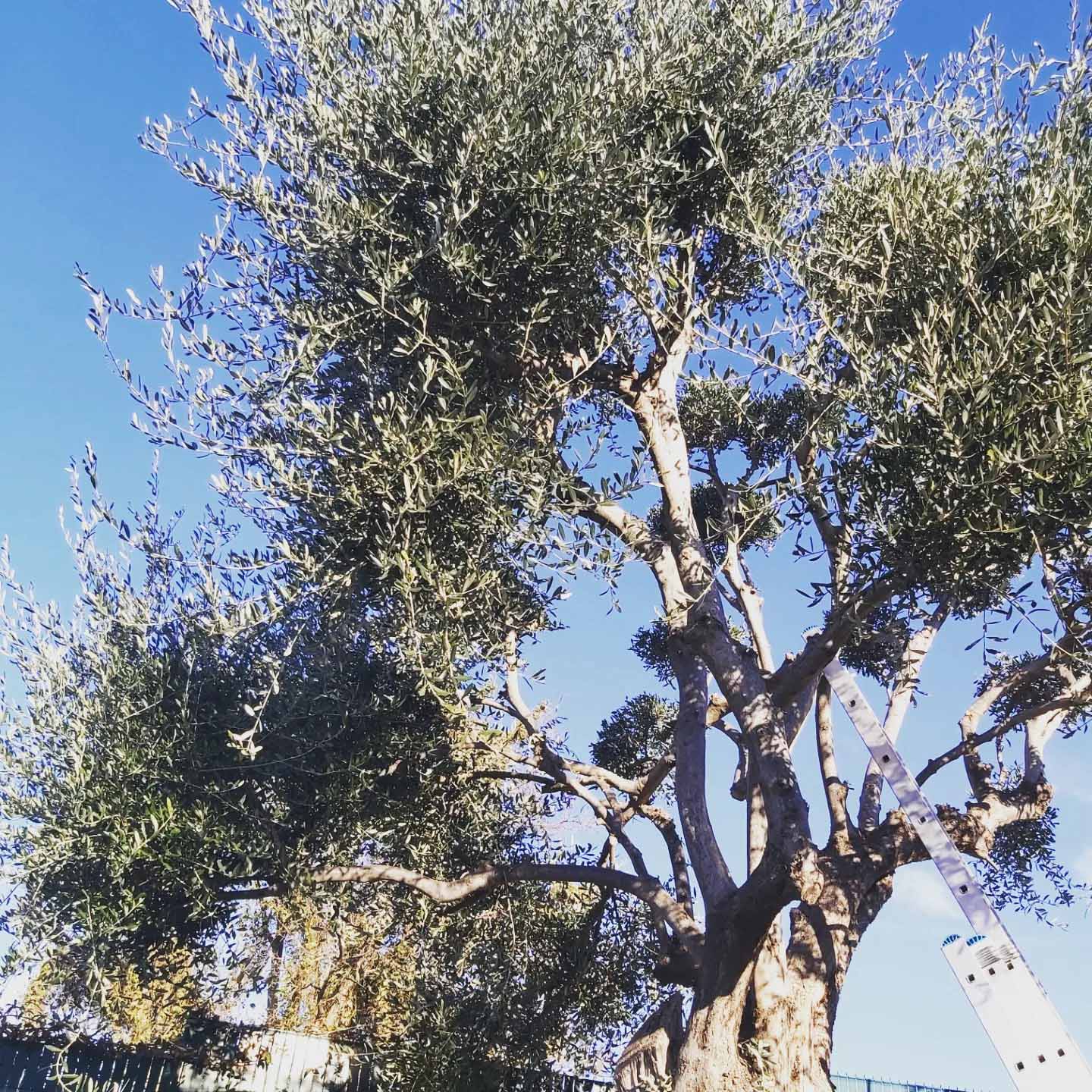 paysagiste nice-creation de jardin saint laurent du var-entretien de jardin cagnes sur mer-elagage saint jean cap ferrat-debroussaillage cannes-petit maconnerie roquebrune cap martin-jardinier paysagiste antibes