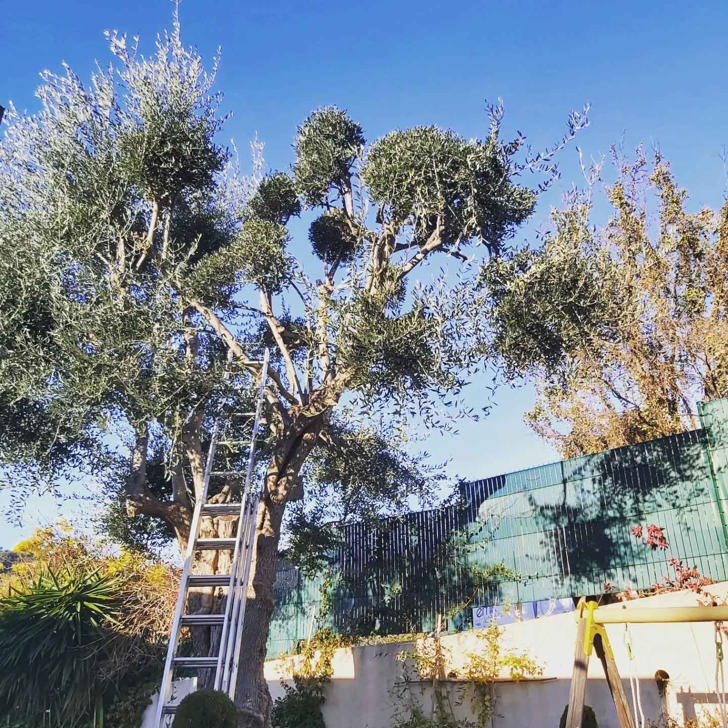 paysagiste nice-creation de jardin saint laurent du var-entretien de jardin cagnes sur mer-elagage saint jean cap ferrat-debroussaillage cannes-petit maconnerie roquebrune cap martin-jardinier paysagiste antibes