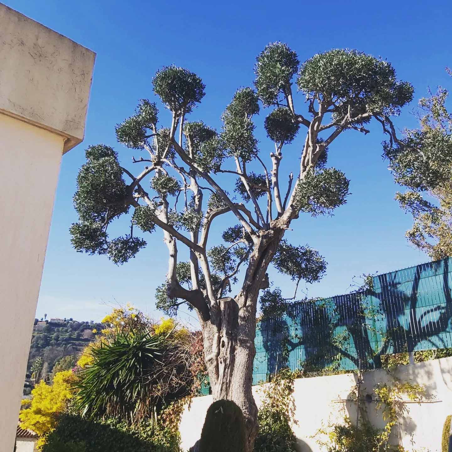 paysagiste nice-creation de jardin saint laurent du var-entretien de jardin cagnes sur mer-elagage saint jean cap ferrat-debroussaillage cannes-petit maconnerie roquebrune cap martin-jardinier paysagiste antibes