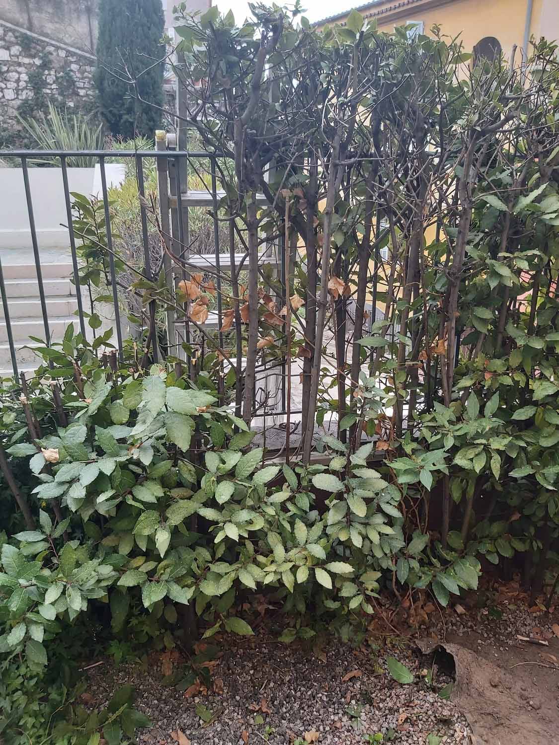 paysagiste nice-creation de jardin saint laurent du var-entretien de jardin cagnes sur mer-elagage saint jean cap ferrat-debroussaillage cannes-petit maconnerie roquebrune cap martin-jardinier paysagiste antibes